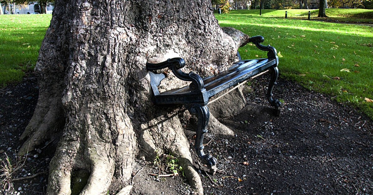 Der Hungrige Baum frisst eine Parkbank auf, Dublin, Irland