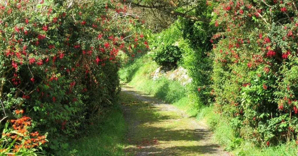 A fuchsia-lined laneway in Ireland 