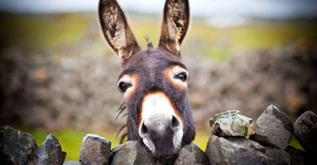 Ein neugieriger Esel auf den Aran Islands, Irland.