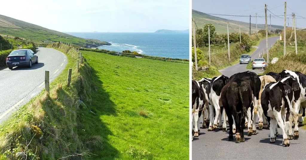 Driving the Beara Peninsula on the left side of the road and cattle causing a traffic jam in Kerry, Ireland