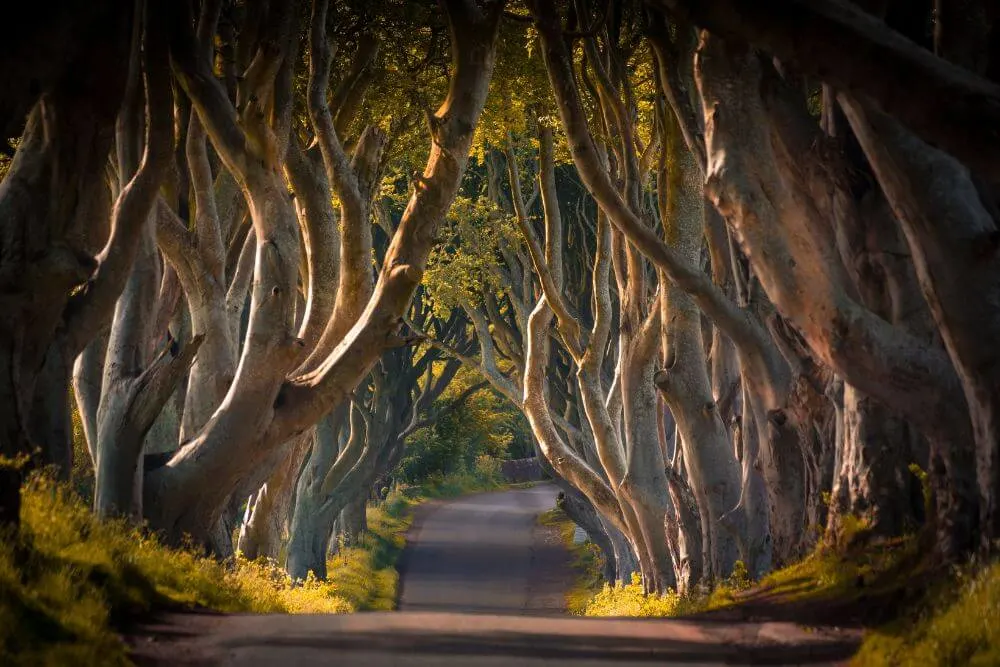 The Dark Hedges of Game of Thrones