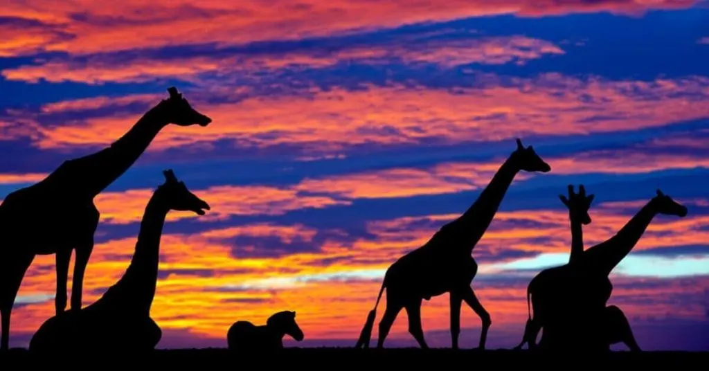 Giraffes at sunset in Fota Wildlife Park, Count Cork, Ireland