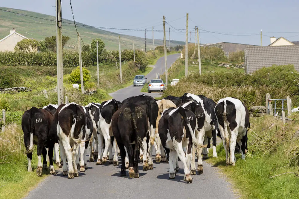 Kühe auf einer Straße in Irland