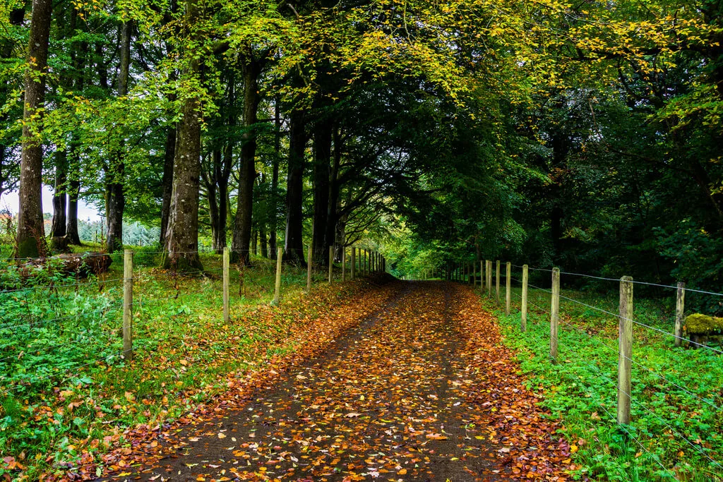 A roadway in Ireland covered in autumn leaves.