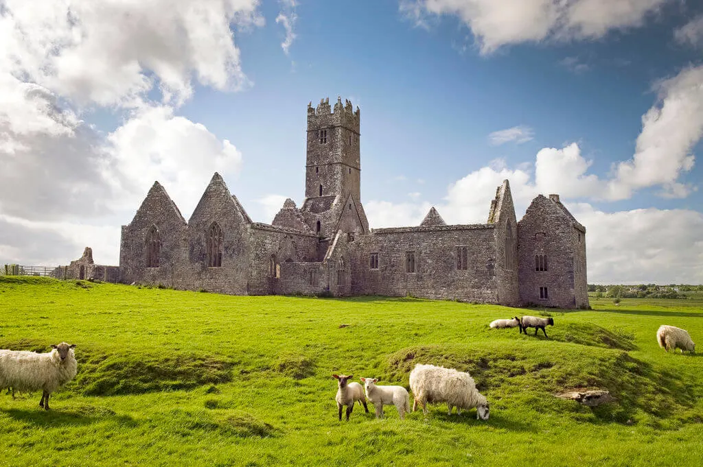 lambs at Ross Errilly Friary, County Galway, Ireland.