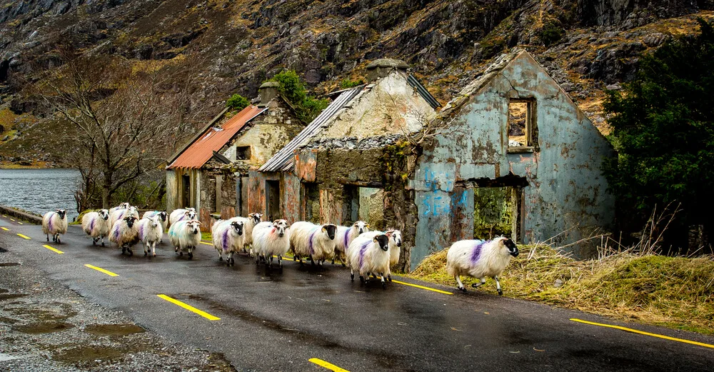 Sheep in Kerry, Ireland on a rainy day.