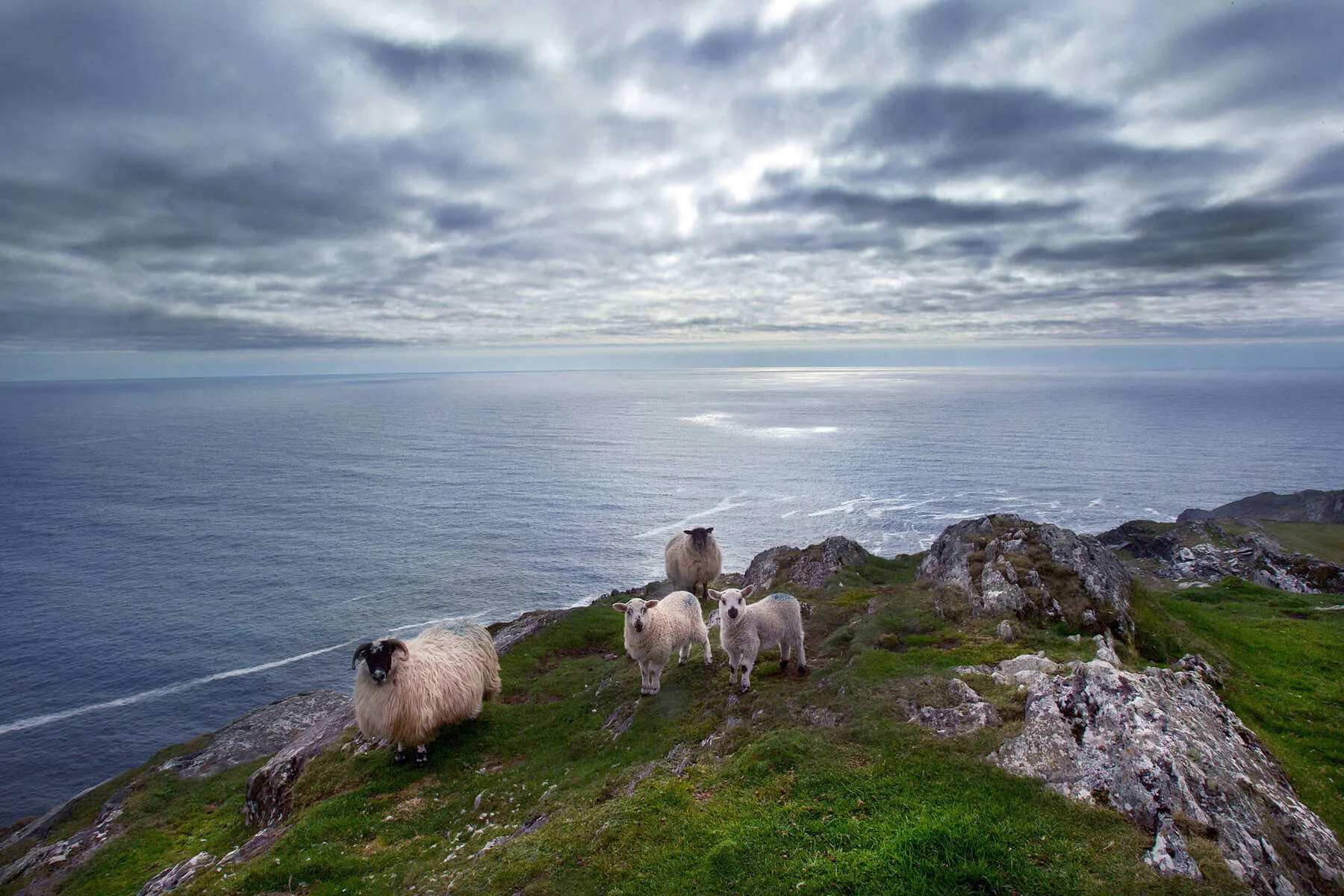Frühlingslämmer auf der Halbinsel Sheep's Head, County Cork.