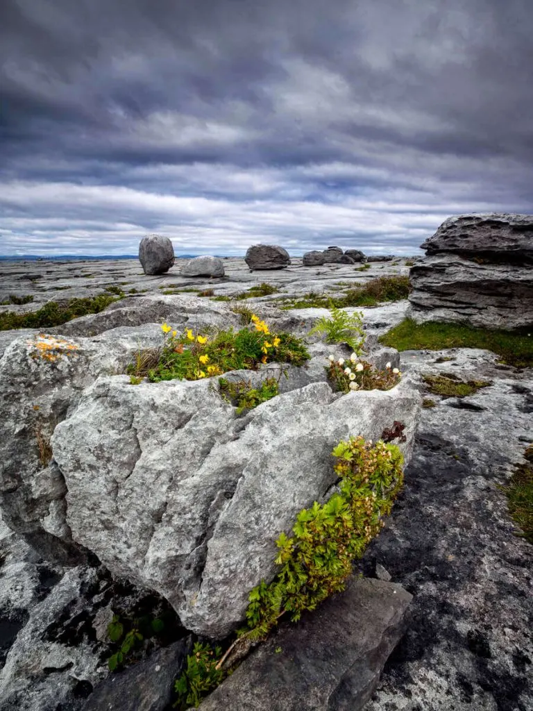 Flowers at the Burren, County Clare, Ireland.
