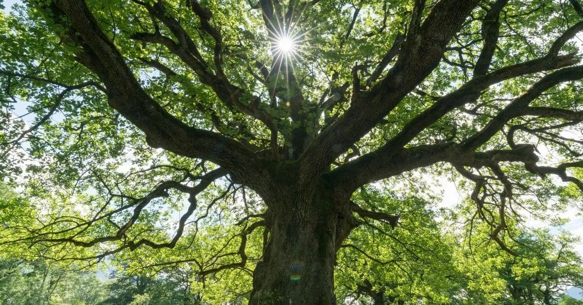 Keltischer Lebensbaum Symbol