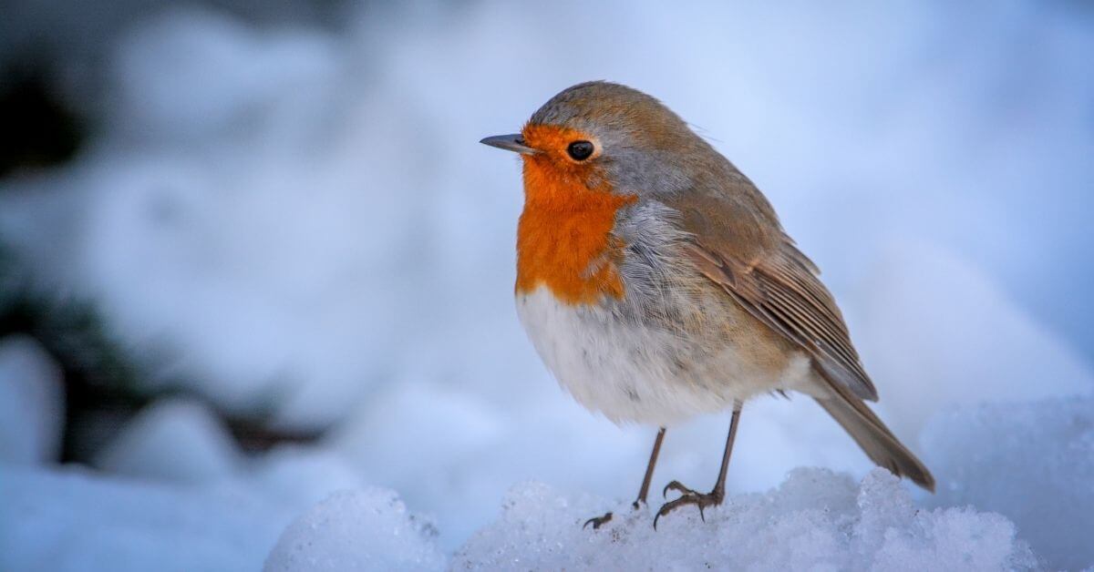 Robin on snow