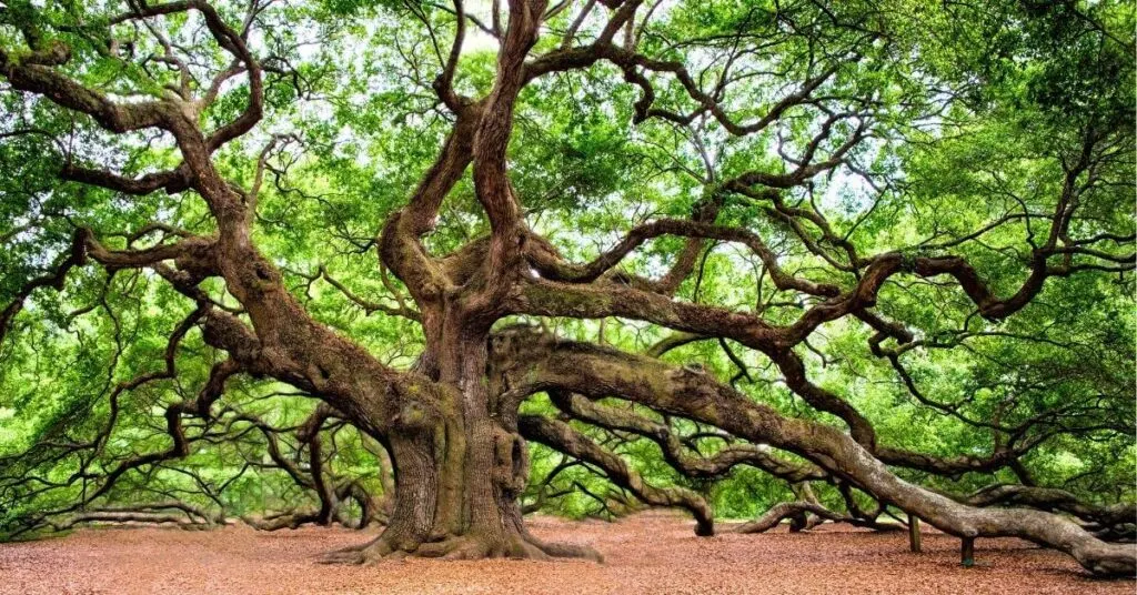 The Sacred Oak tree of Celtic Culture