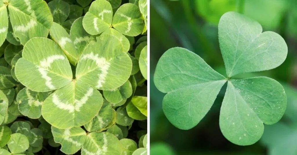 Trifolium repens (l) is commonly used as shamrock in Ireland, while in North America, Oxalis, or wood sorrels (r) is used as shamrock. 