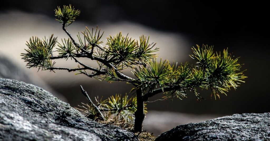 Scots Pine sapling growing between rocks