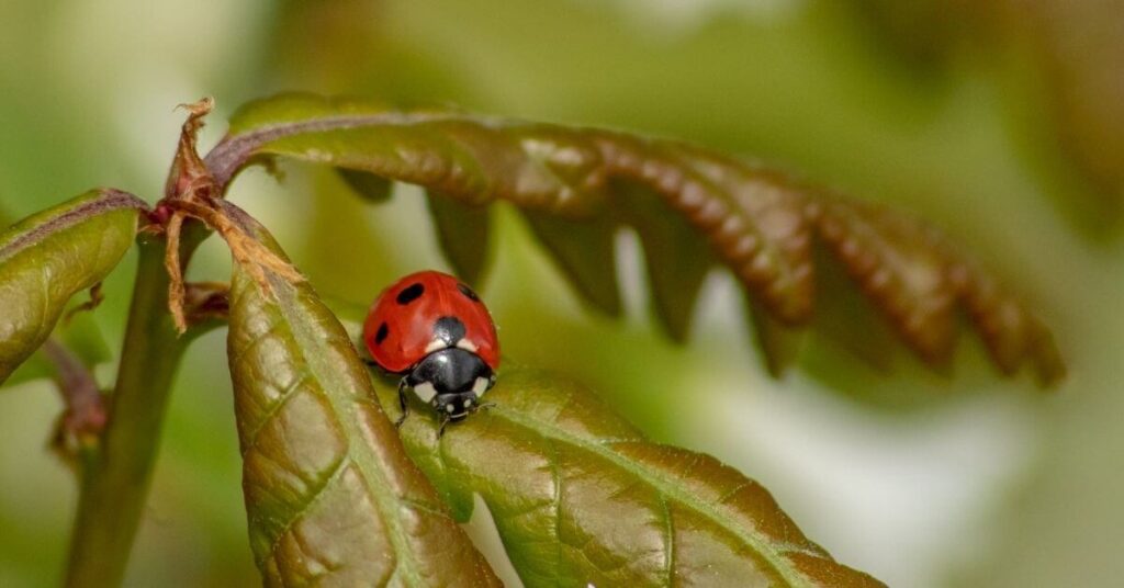 Ladybird on oak leaves
