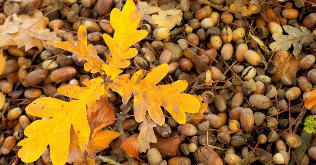 Oak leaves and acorns in Fall