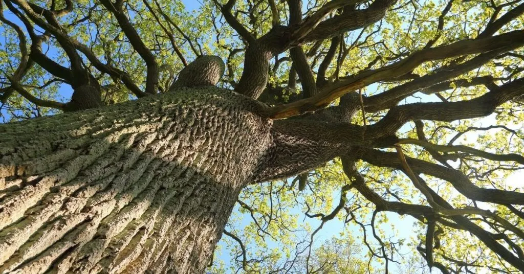 Oak trees were the most sacred of all trees in Celtic culture. 
