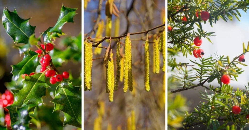 Sacred holly, hazel and yew trees in Celtic culture