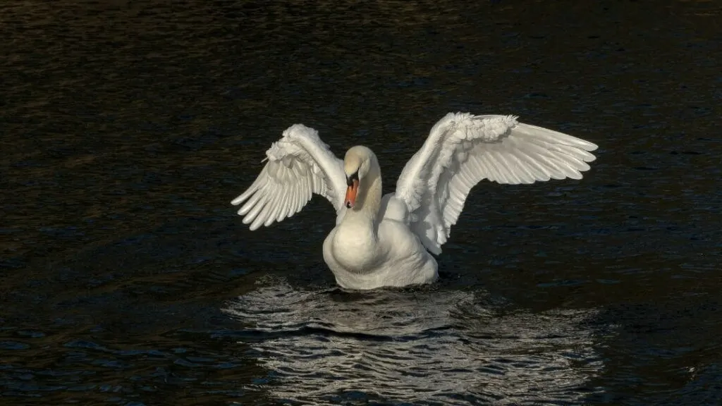 weißer Schwan schlägt mit den Flügeln in schwarzem Wasser
