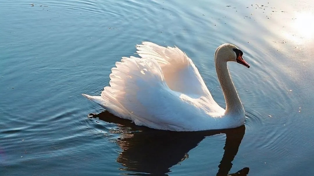 Elegant swan in water