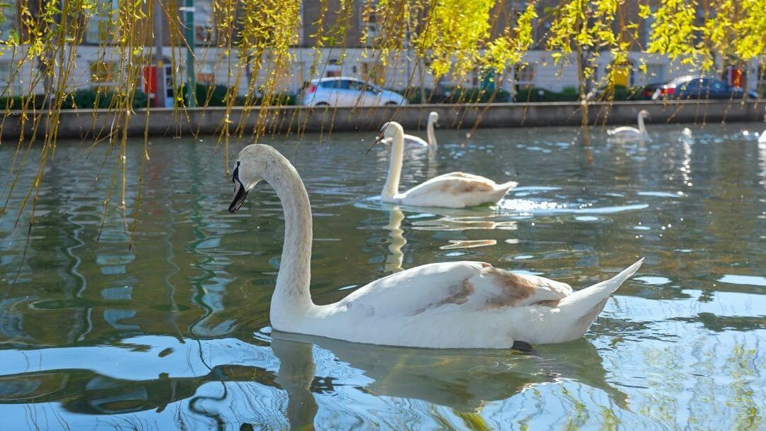 Swans on the Grand Canal, Dublin