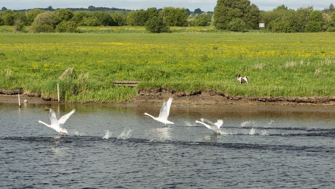 Swans taking flight