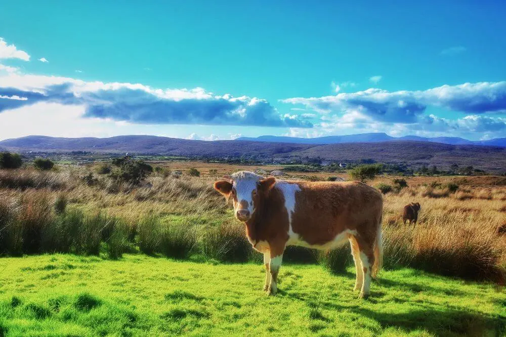 Cattle in a field in Ireland.