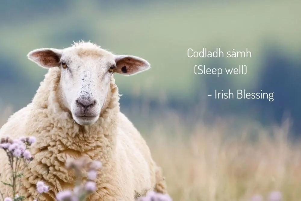 Sheep with an Irish blessing
