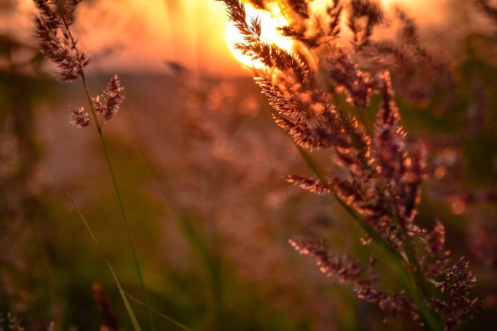 Wild grasses at sunset.