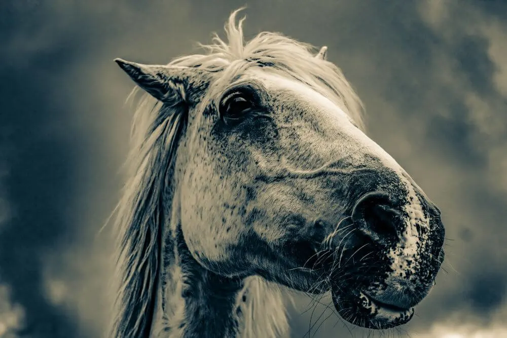 Close-up eines Pferdekopfes