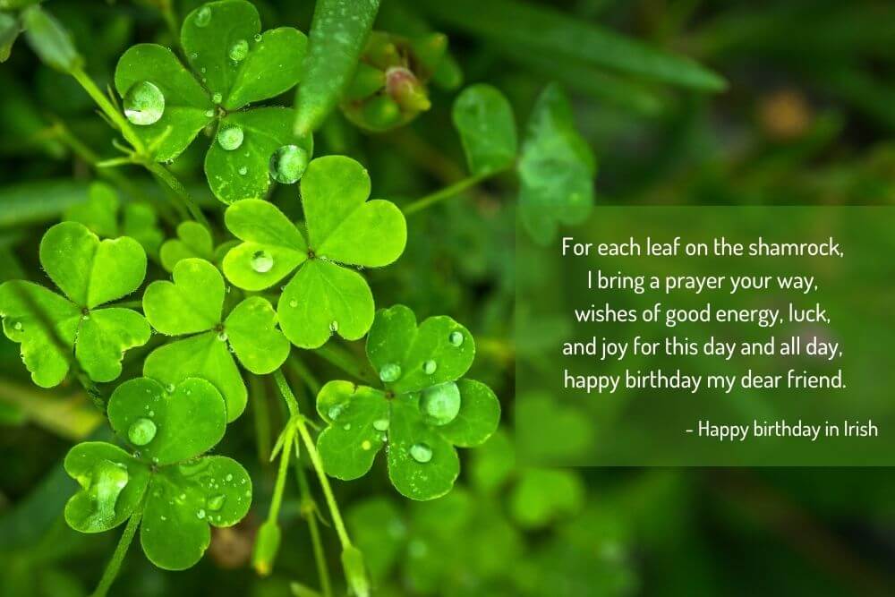 Raindrops on leaves with an Irish blessing