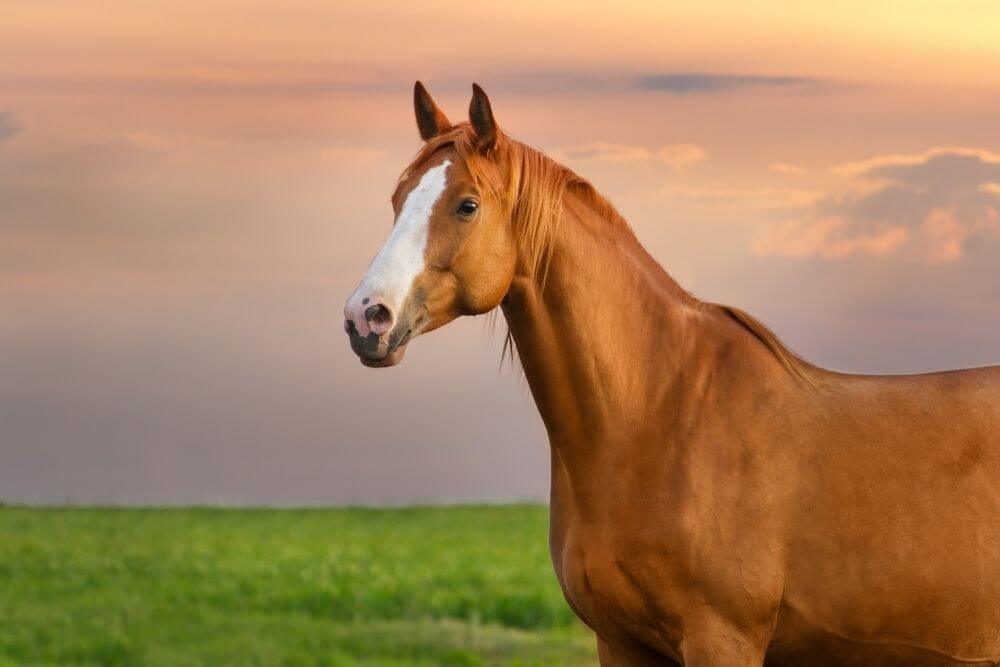 A beautiful red mare.