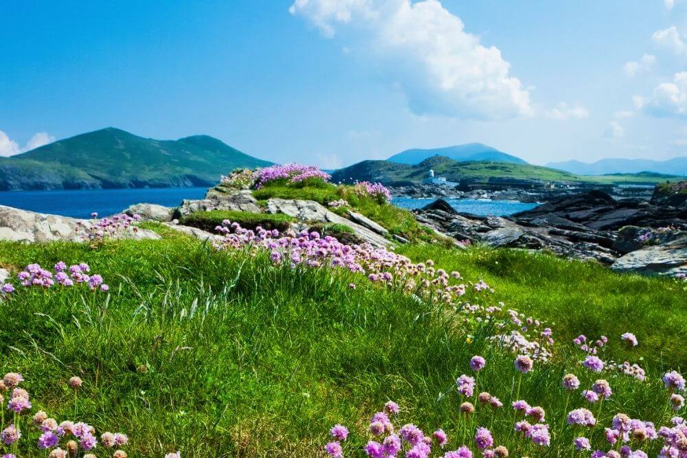 Valentia Island (with flowers in the foreground) is especially stunning on a sunny day.