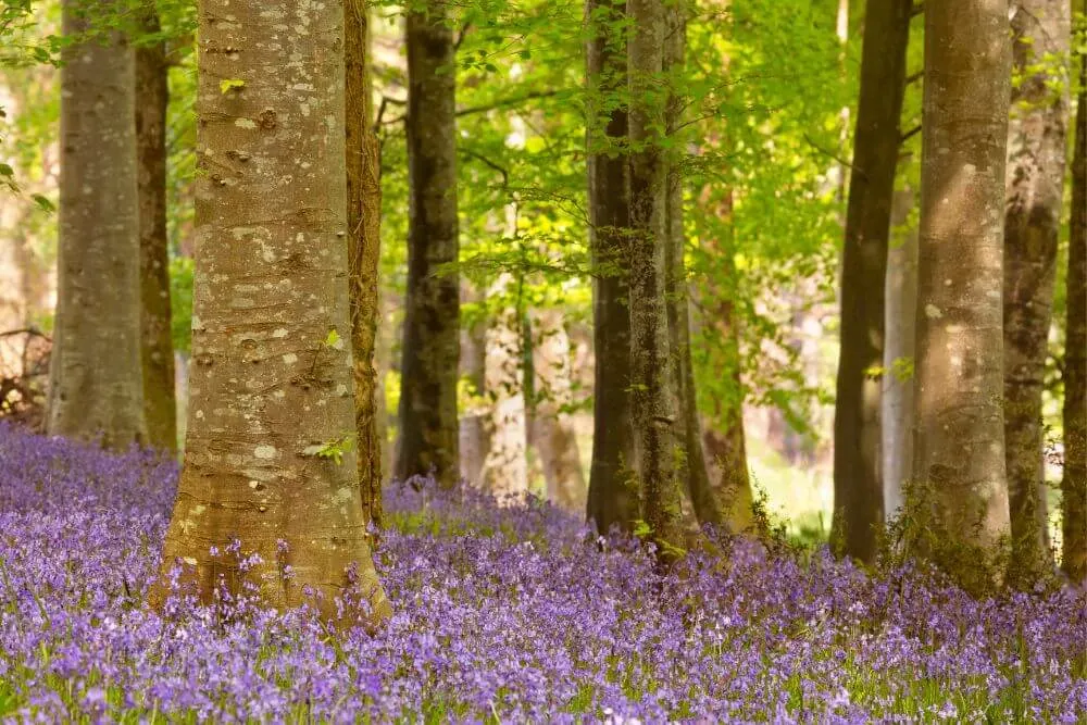 Ein Atlantisches Hasenglöckchen-Wald in Nordirland. 