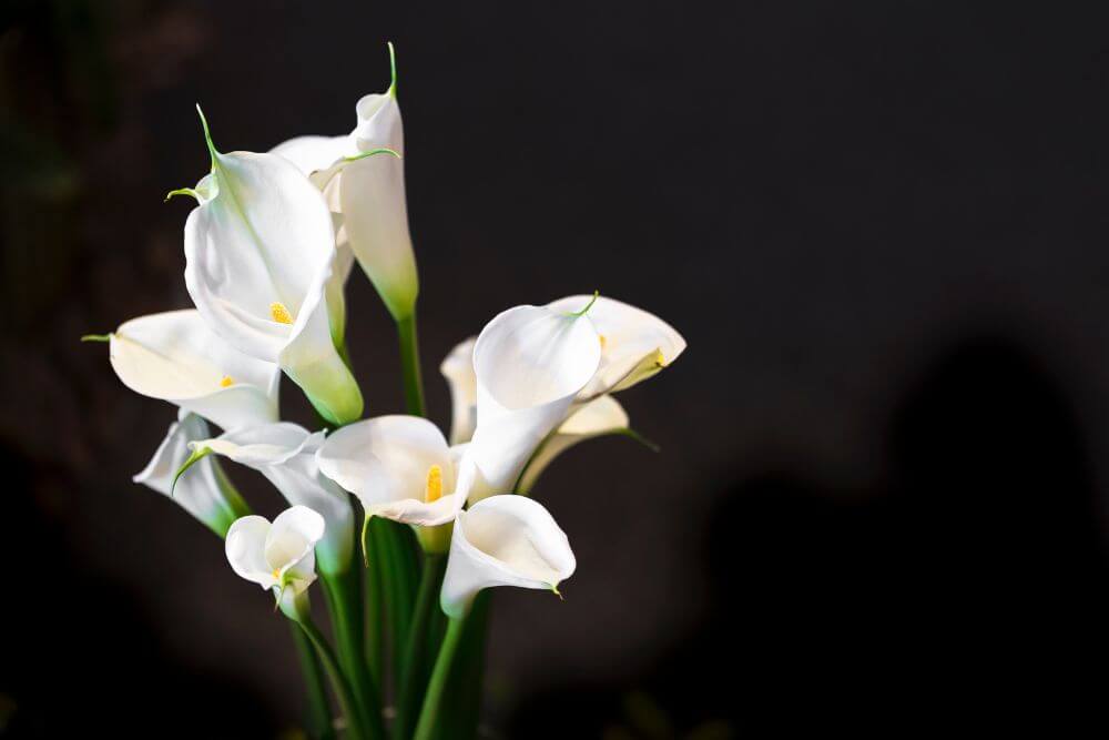 Osterlilie oder Calla-Lilie 