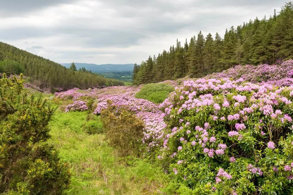 Rhododendron in der Grafschaft Cork (Foto: Rudolf Ernst via Canva)