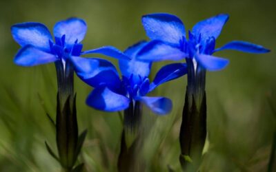 Irland Blumenführer: Die schönsten irischen Blumen, die du kennen solltest
