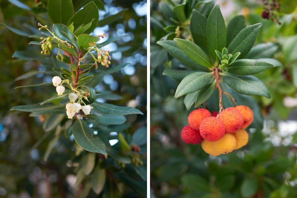 Blüten und Früchte des Erdbeerbaums (Arbutus unedo). 