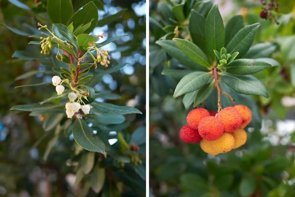Blüten und Früchte des Erdbeerbaums (Arbutus unedo). 