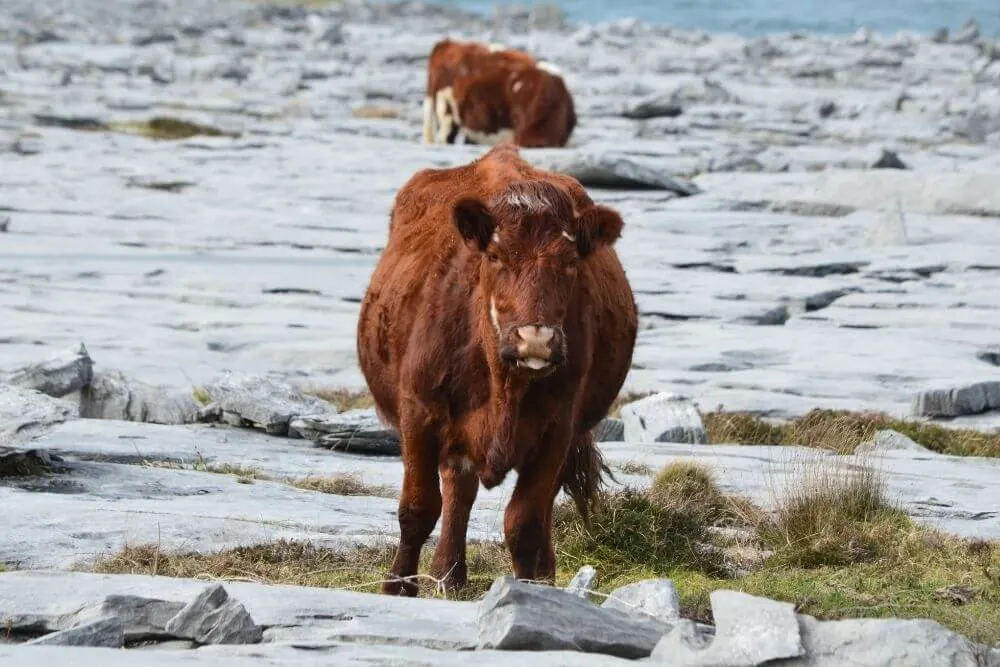 Rinder auf einer Kalksteinfläche im Burren
