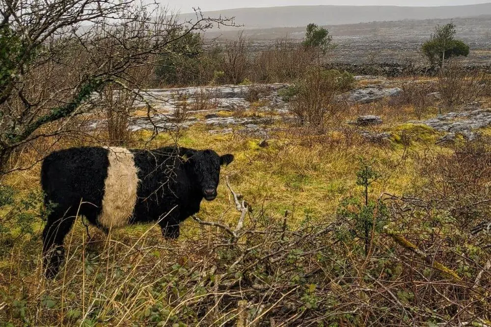 Weidende Rinder im Burren