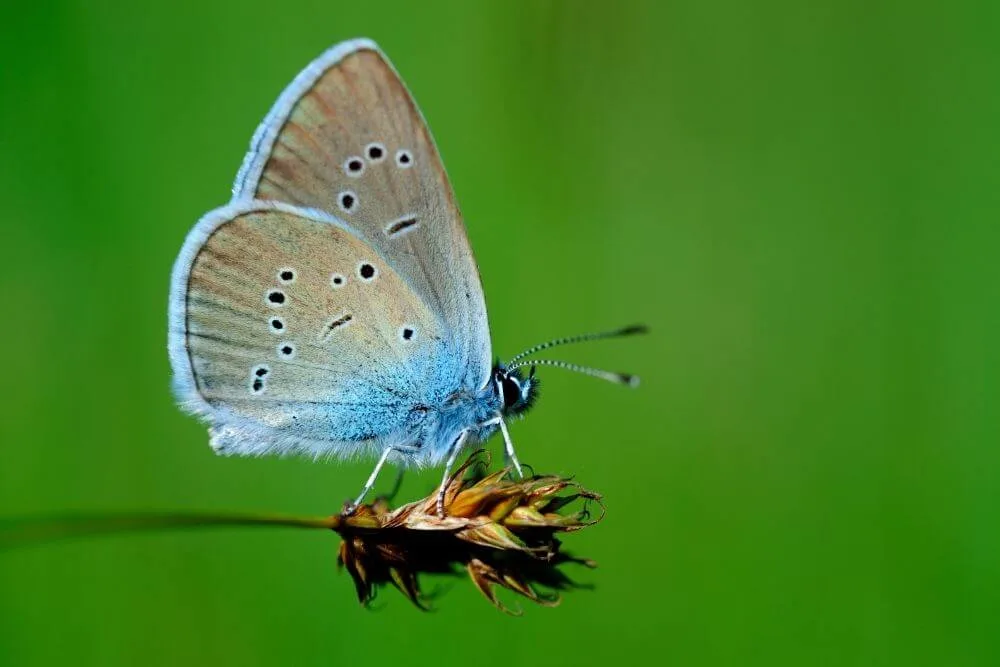 Kleiner blauer Schmetterling 
