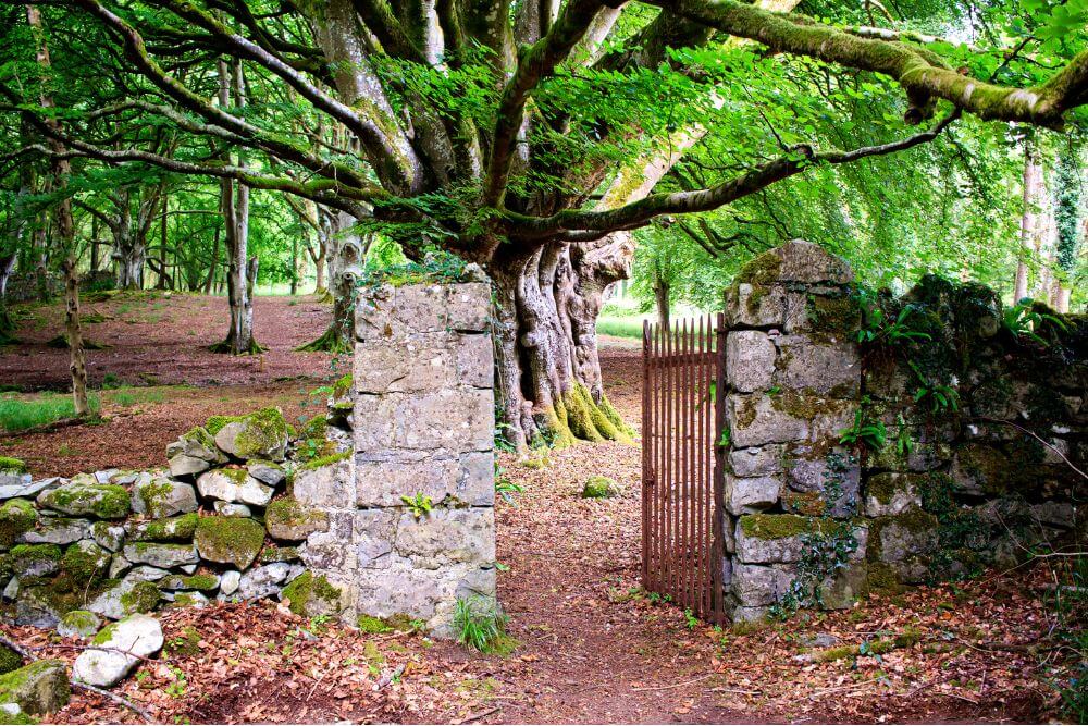 In Irland gibt es viele Geschichten und Aberglauben rund um Bäume. (Foto: Rrrainbow via Canva)