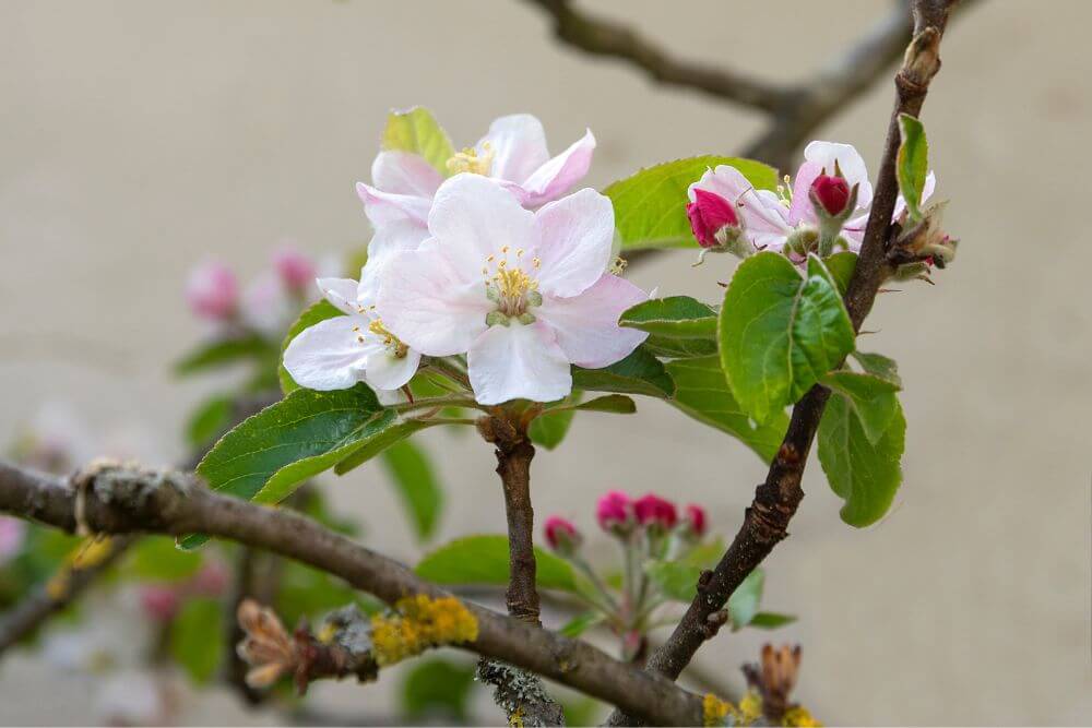 Die Blüten des Holzapfels haben eine schöne weiß-rosa Farbe.