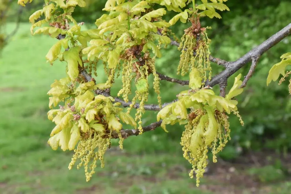 Die Blätter der Stieleiche (Quercus robur) sind in der Regel stärker ausgeprägt als die der Traubeneiche (Quercus petraea). 