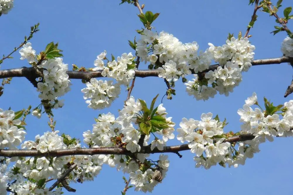 Kirschblüten sind jedes Jahr im Frühling für kurze Zeit ein schöner Anblick.