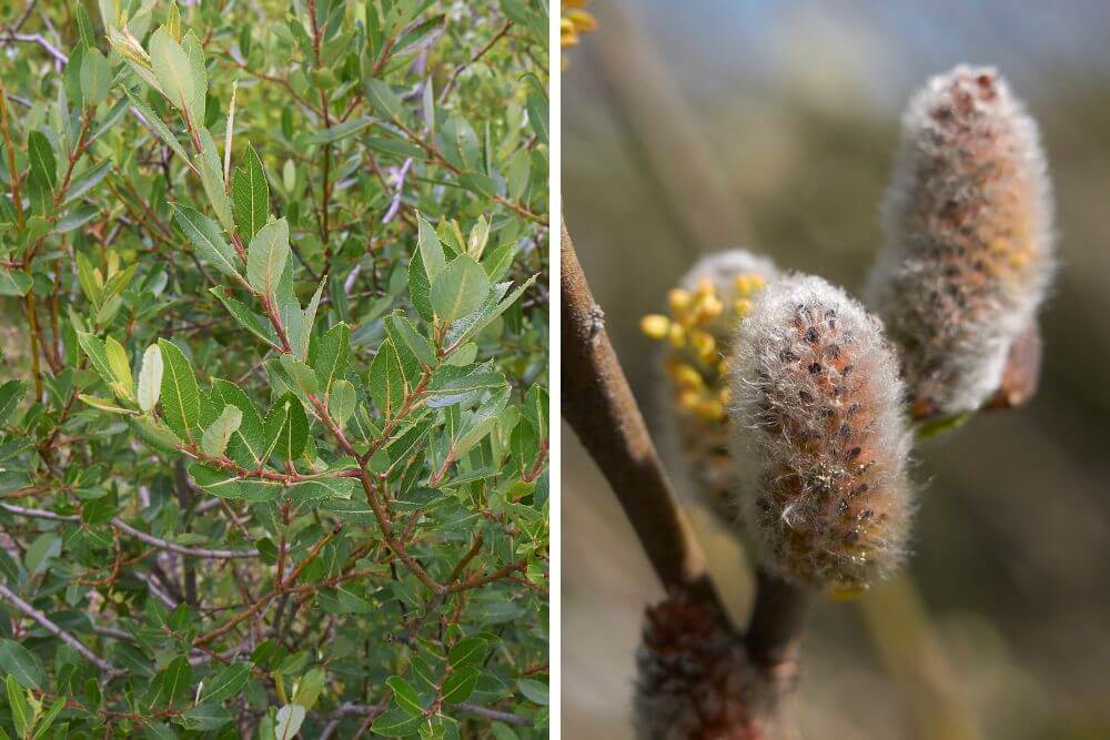Die Weide (Salix caprea) produziert im Frühling pelzige Kätzchen. (Fotos: seven75 via Canva)