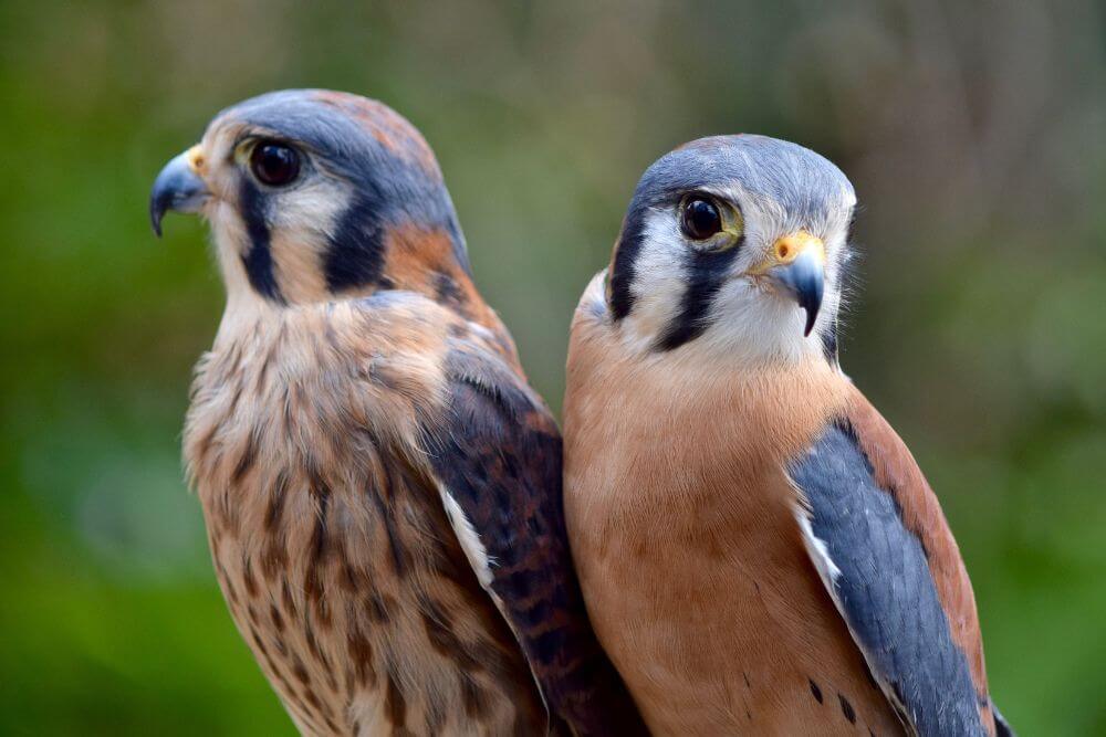 American Kestrel (Falco sparverius) female on left and male on right. 