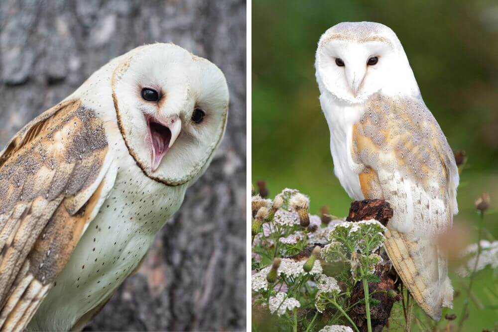 Barn owl with open bill and barn owl on perch.