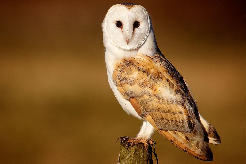 Owls in Ireland: What You Need to Know