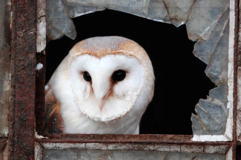 Barn Owl in disused building.